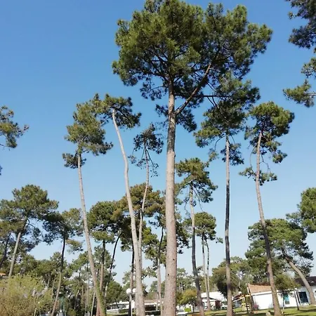 Sous Les Pins