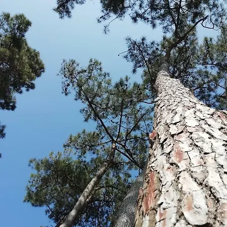 База відпочинку Sous Les Pins Ронс-ле-Бен